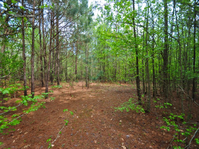 3.8 Acres Near Jordan Lake, Farm for Sale in North Carolina, 88227