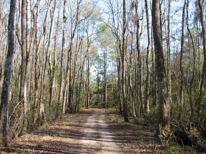 Lost Swamp : Richmond Hill : Bryan County : Georgia