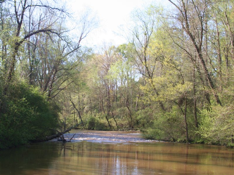 Potato Creek Timberlands : Thomaston : Upson County : Georgia