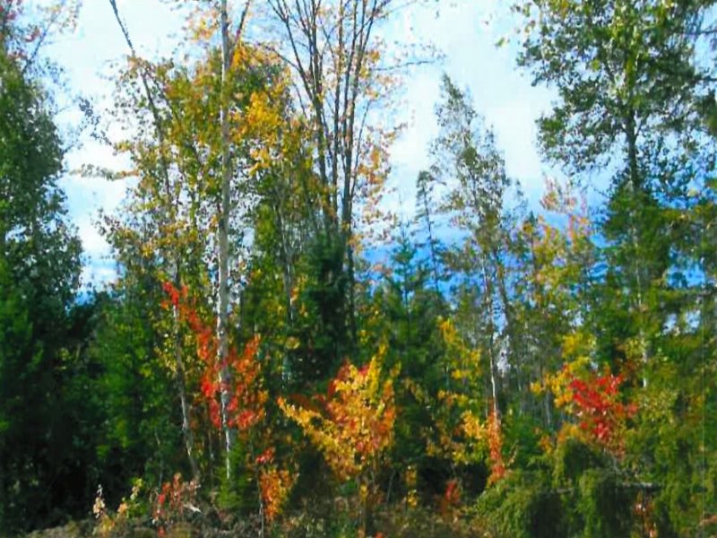 170+/ Acres for Sale, Limestone, Farm for Sale by Owner in Maine