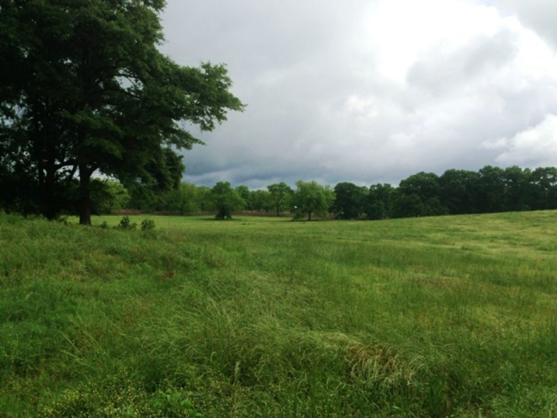 40 +/ Acres With Pecan Orchard Farm for Sale in Brundidge, Pike