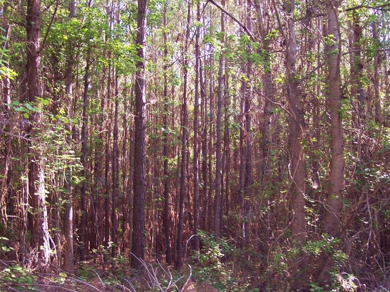 Wampee Tract Farm for Sale in Eutawville, Orangeburg County, South