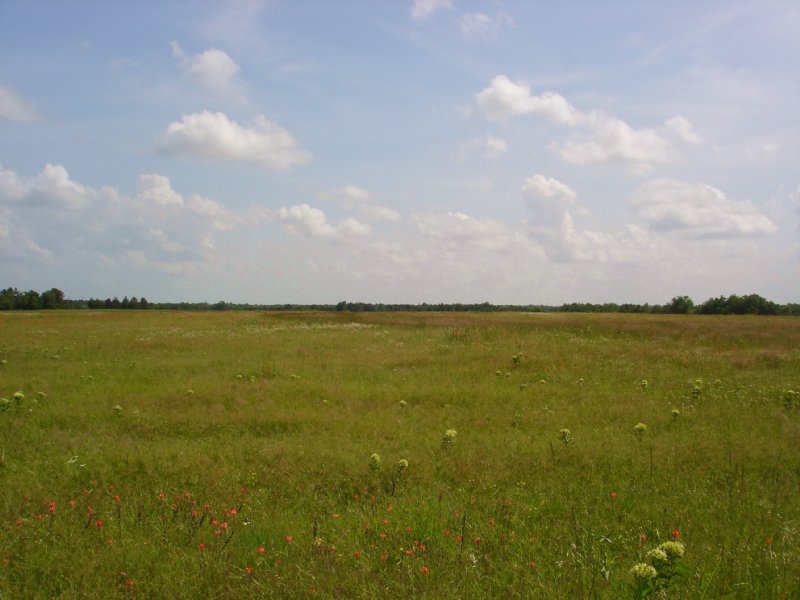 101 Acre Ranch / Investment Land : Sumner : Lamar County : Texas