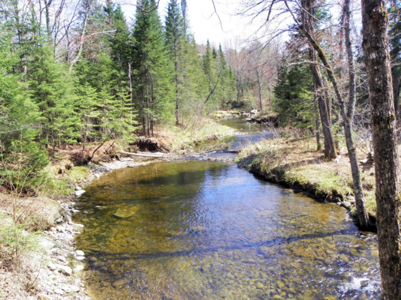 Lemon Stream Forest : Anson : Somerset County : Maine