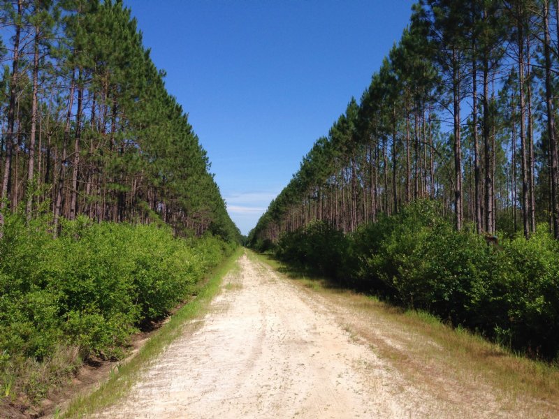 548 Acres Barney Rd Timberland : Homerville : Clinch County : Georgia