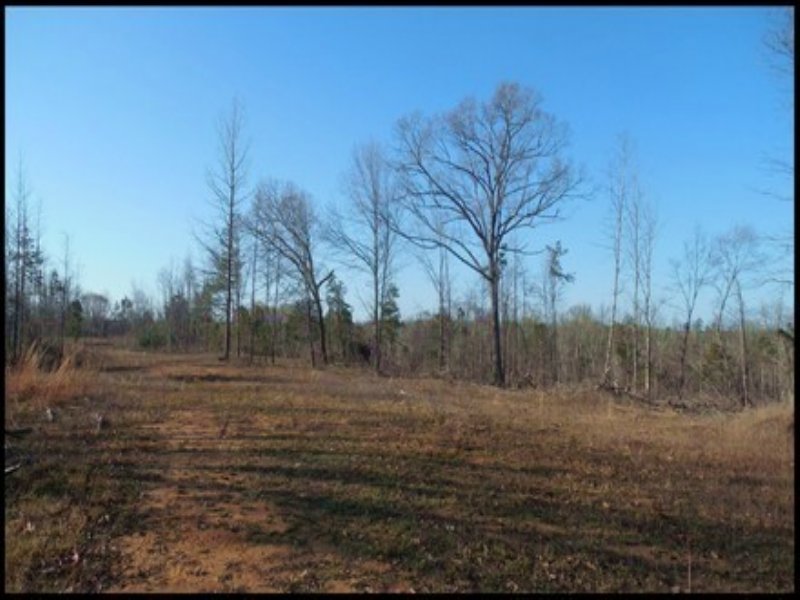 240 Acres in Yalobusha : Coffeeville : Yalobusha County : Mississippi
