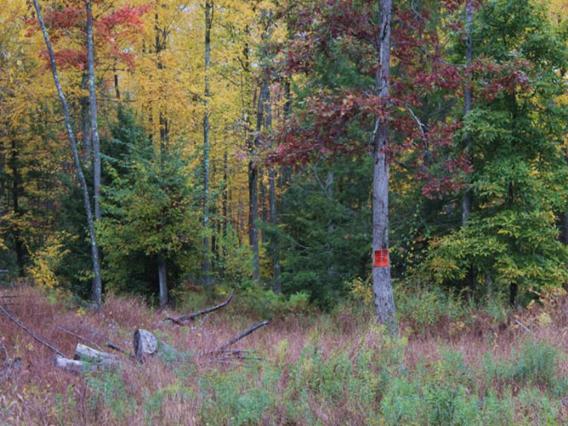 210+/ Acres Of Wooded Land, Farm for Sale in Pennsylvania, 91709 FARMFLIP