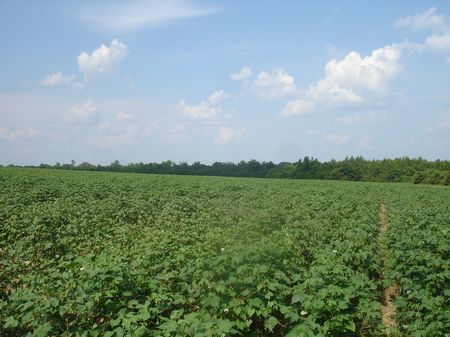 Planted Pines and Rowcrops : Abbeville : Wilcox County : Georgia