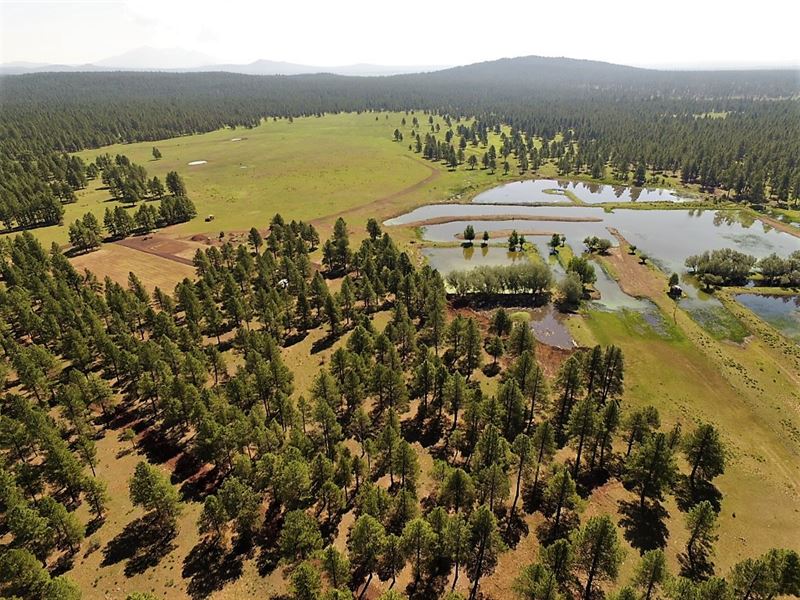 Spectacular Williams, AZ 160 Acre : Williams : Coconino County : Arizona