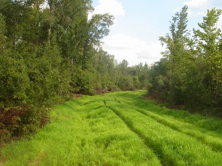 Unfinished Cabin for Buyers Delight : Irwinton : Wilkinson County : Georgia