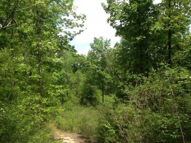 Mostly Hardwood Tract-38.78 Acres : Sandy Hook : Walthall County : Mississippi