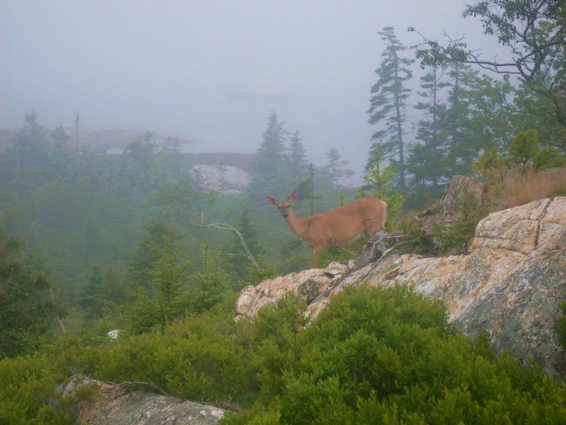 72.5 Acre Land For Sale Farm for Sale by Owner in Caribou, Aroostook