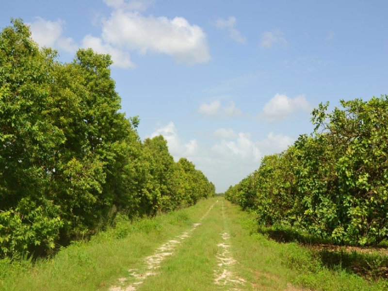 Vero West Grove, Farm for Sale in Florida, 94621 FARMFLIP