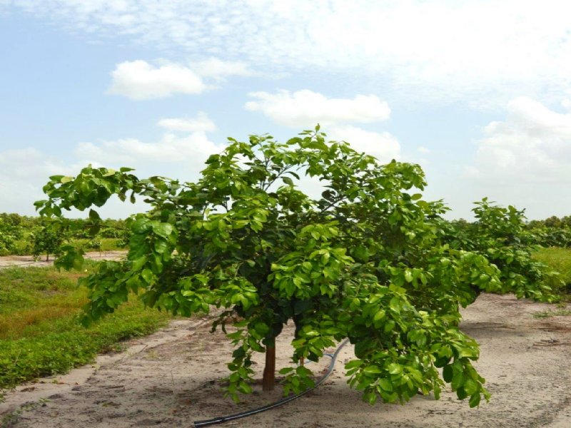 Indian River Grove, Farm for Sale in Florida, 94627 FARMFLIP