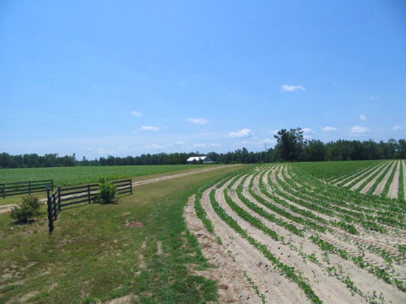 151 Acres With Home, Open, Wooded Farm for Sale in Midville, Burke County, 94761 151 Acres With Home, Open, Wooded Farm for Sale in Midville, Burke County, 94761