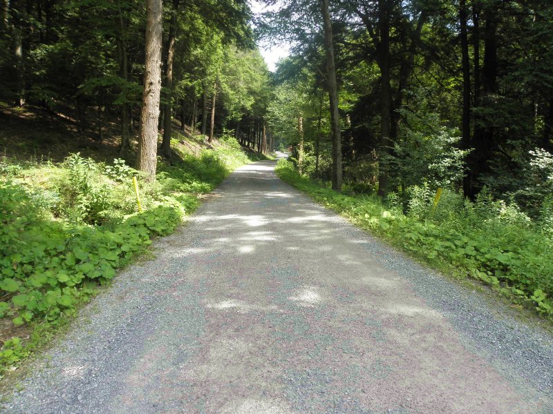 Clearfield Forest, Farm for Sale in Pennsylvania, 94910 FARMFLIP