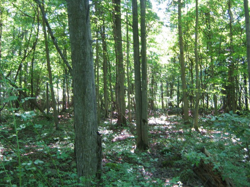 Land Woods and Pond 24 Acres, Farm for Sale in New York, 94914 FARMFLIP