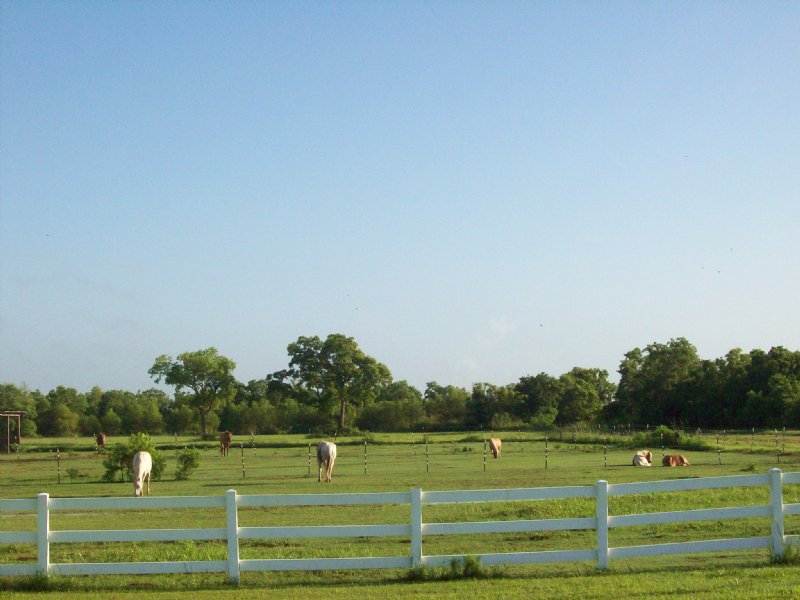 Horse Ranch For Sale Farm for Sale by Owner in Lacassine, Jefferson