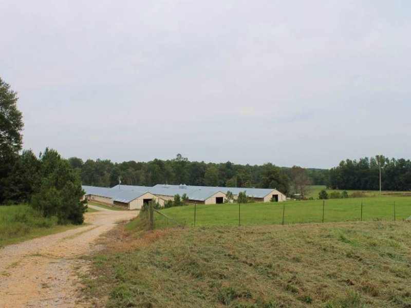 Four House Broiler and Cattle Farm : Hamilton : Marion County : Alabama
