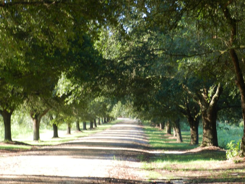 Hoover Plantation, Farm for Sale in South Carolina, 96368 FARMFLIP