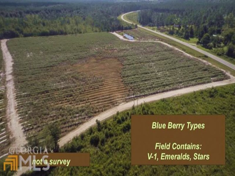 249 Acre Commercial Blueberry Farm : Homerville : Clinch County : Georgia
