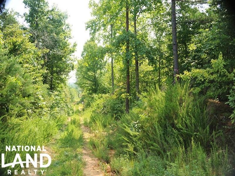 Randolph County Recreational Timber : Coleridge : Randolph County : North Carolina