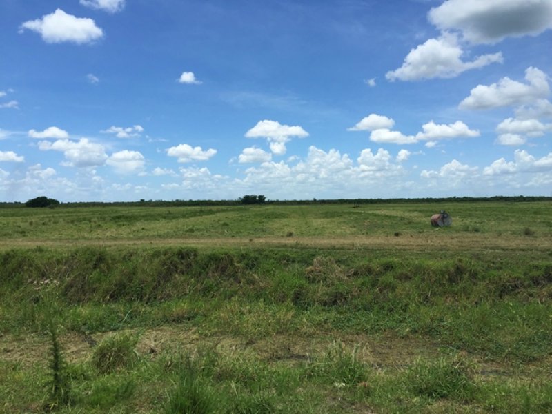 Southwind Muck Farm : Lake Placid : Highlands County : Florida
