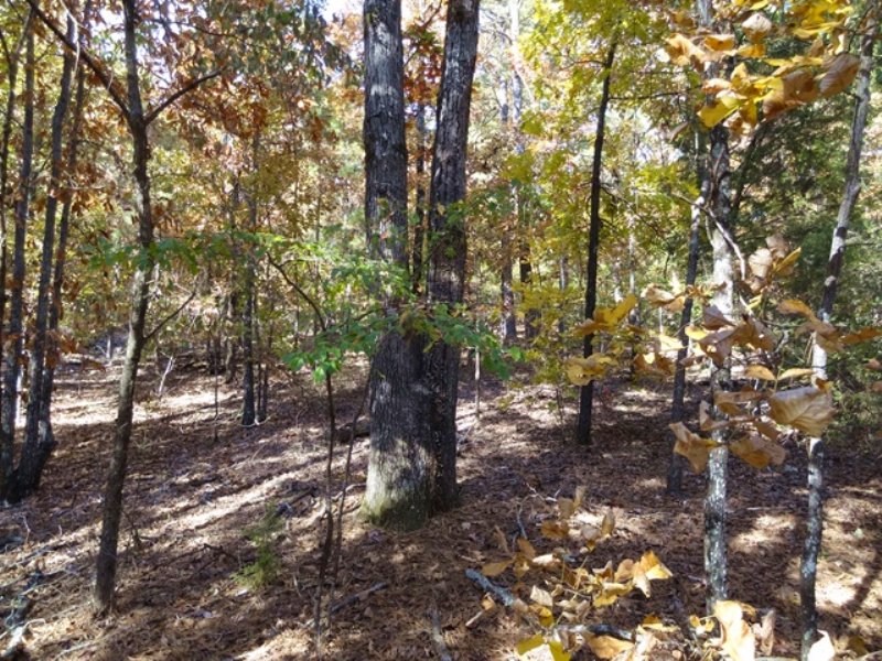 20 +/ Acres On Wye Mountain, Farm for Sale in Arkansas, 99233 FARMFLIP