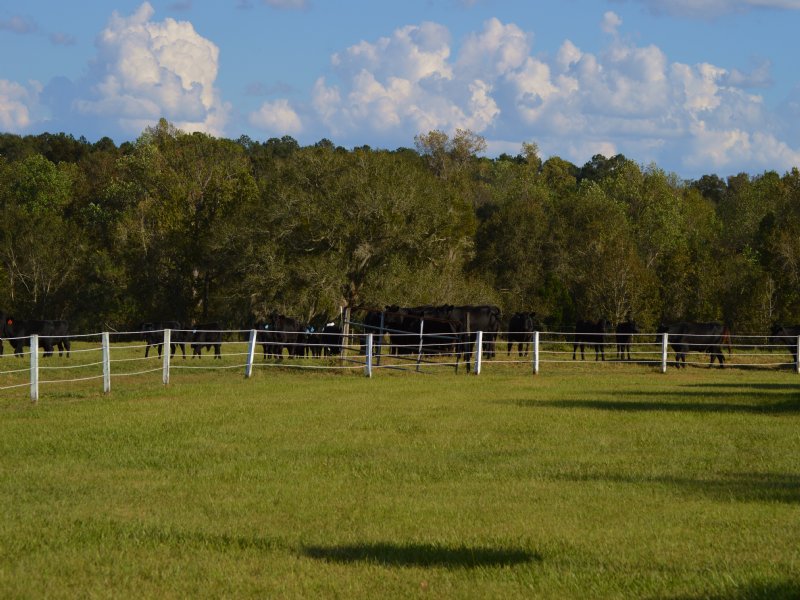 Sullivan Cattle Farm : Quincy : Gadsden County : Florida