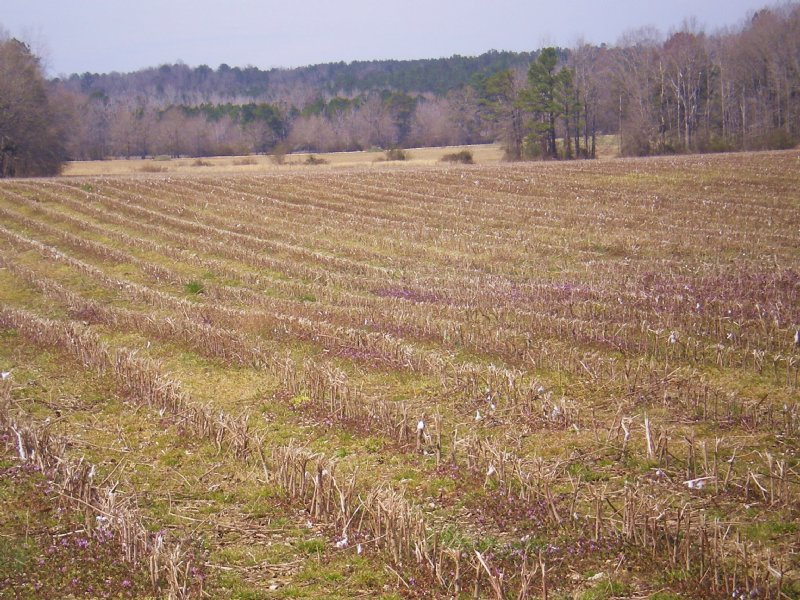Maddox Family Farms : Tallassee : Elmore County : Alabama