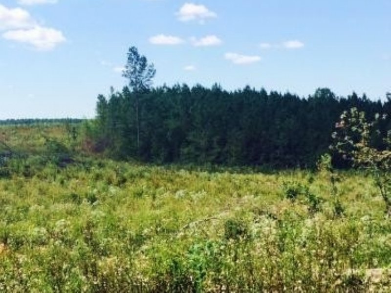 Land for Sale Choctaw, Ms : Ackerman : Choctaw County : Mississippi